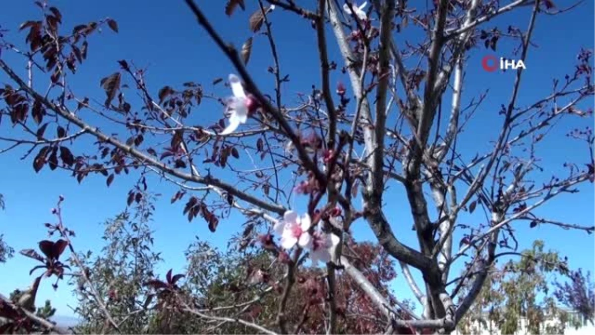 Yozgat\'ta mevsimini şaşıran erik ağacı çiçek açtı