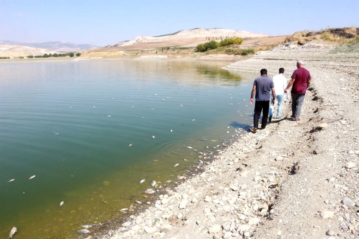 Adıyaman\'da korkutan balık ölümleri