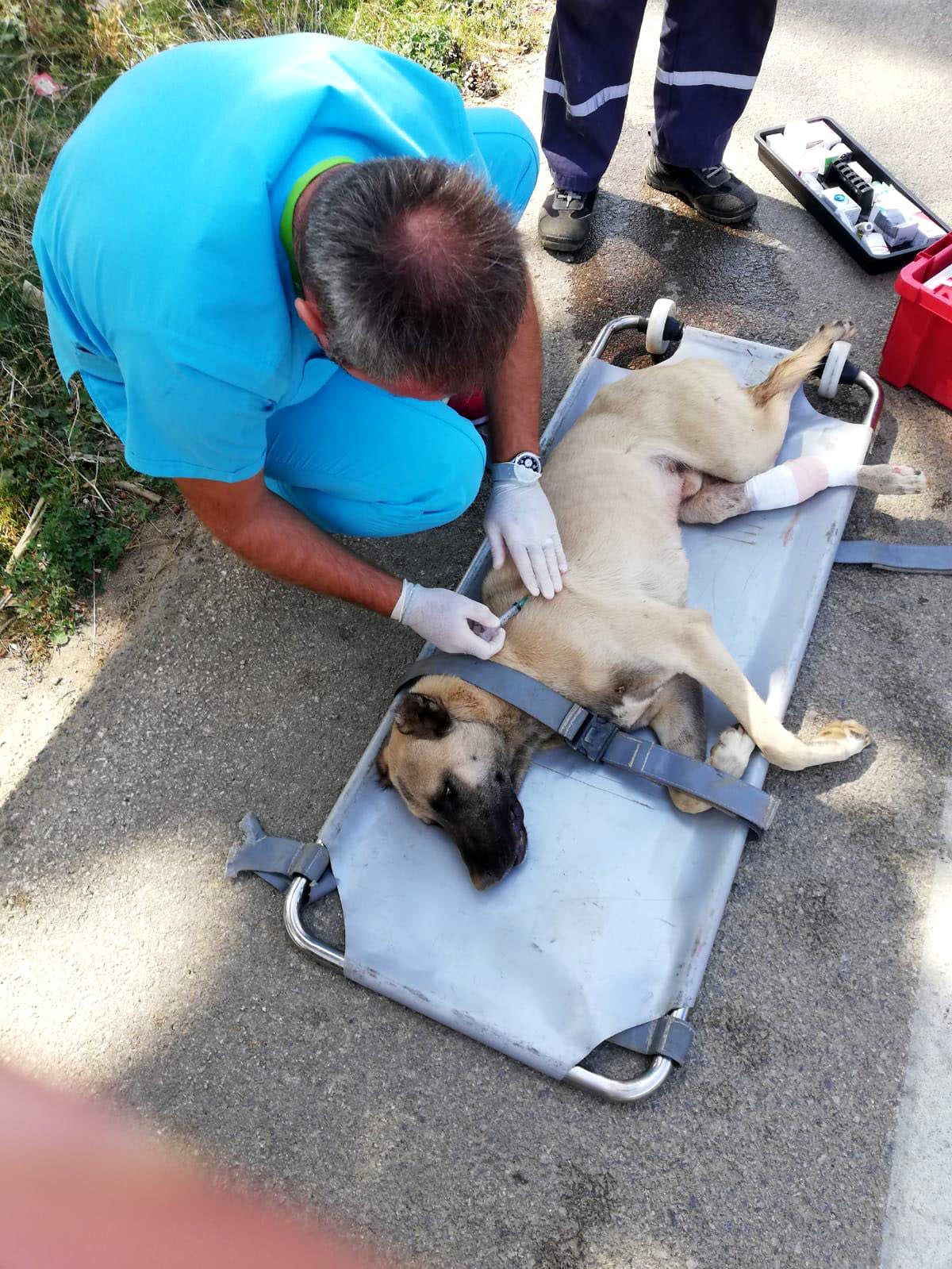 Araba çarpan köpek hayata tutundu