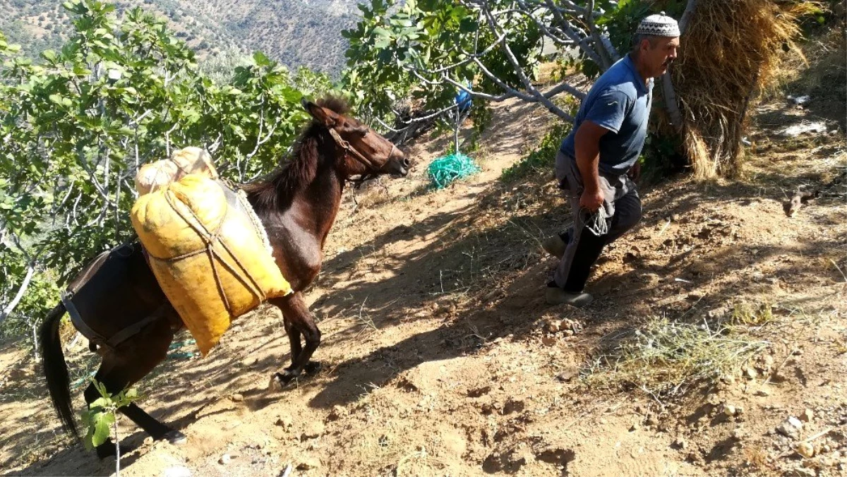 Aydın dağlarında üreticinin en büyük yardımcısı yük hayvanları