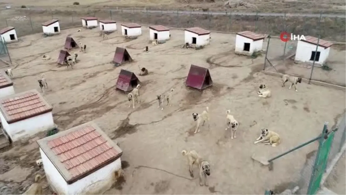 Bu köpek lüks bir otomobil fiyatında, değeri dudak uçuklatıyor