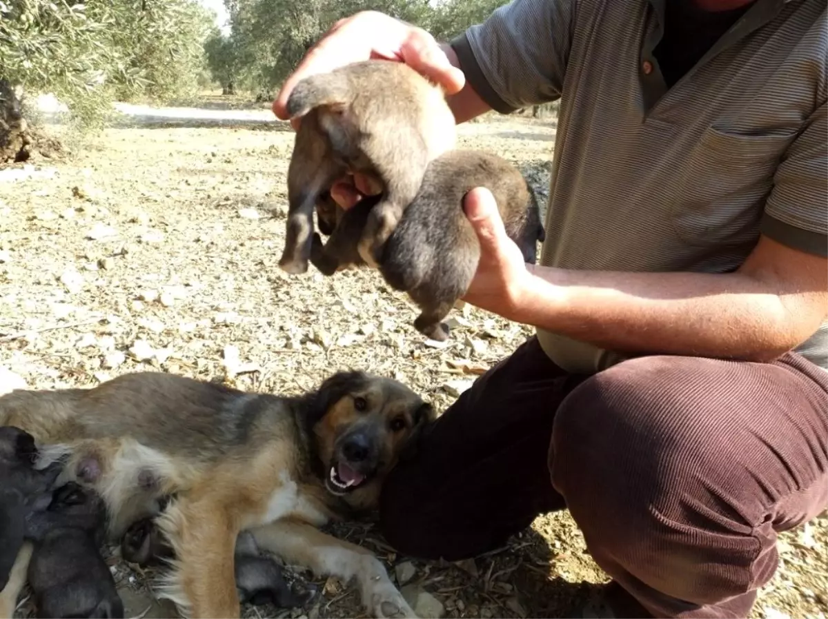 Cancan köpek kuyruksuz yavru doğurdu