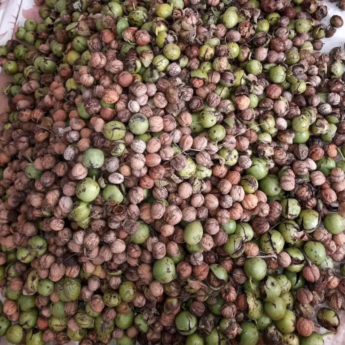 Giresunlu Ceviz üreticisinin yüzü gülüyor