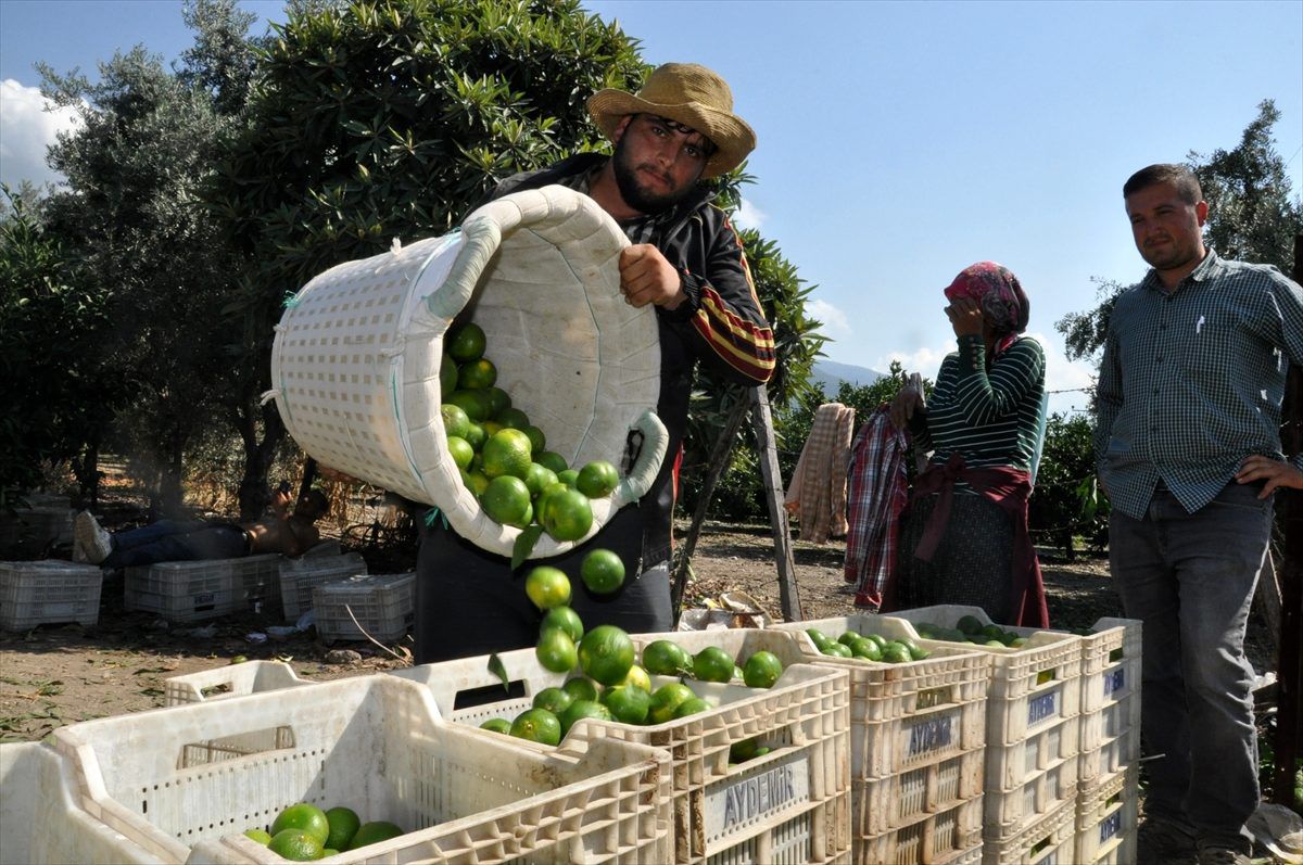 Hatay\'da erkenci mandalina hasadı başladı