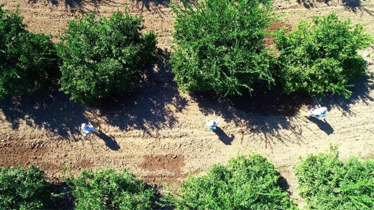 İhracatı durma noktasına getiren zararlıya karşı önlem artıyor