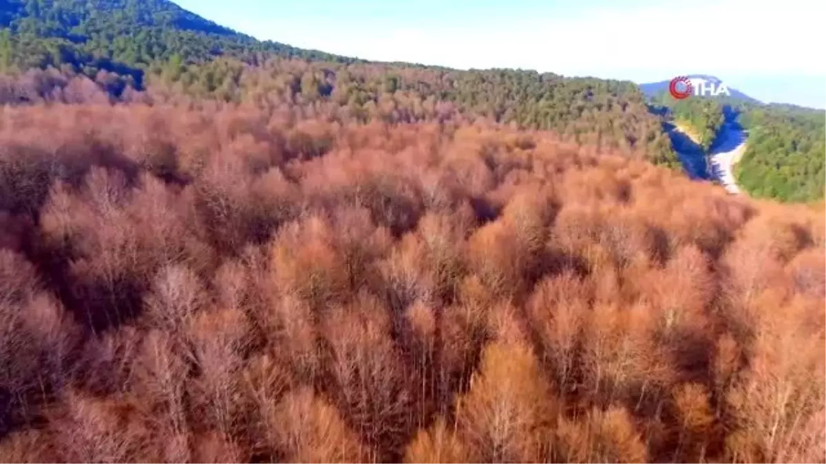 İstilacı hayvanlar koca ormanı kuruttu...Çözüm bulunamıyor