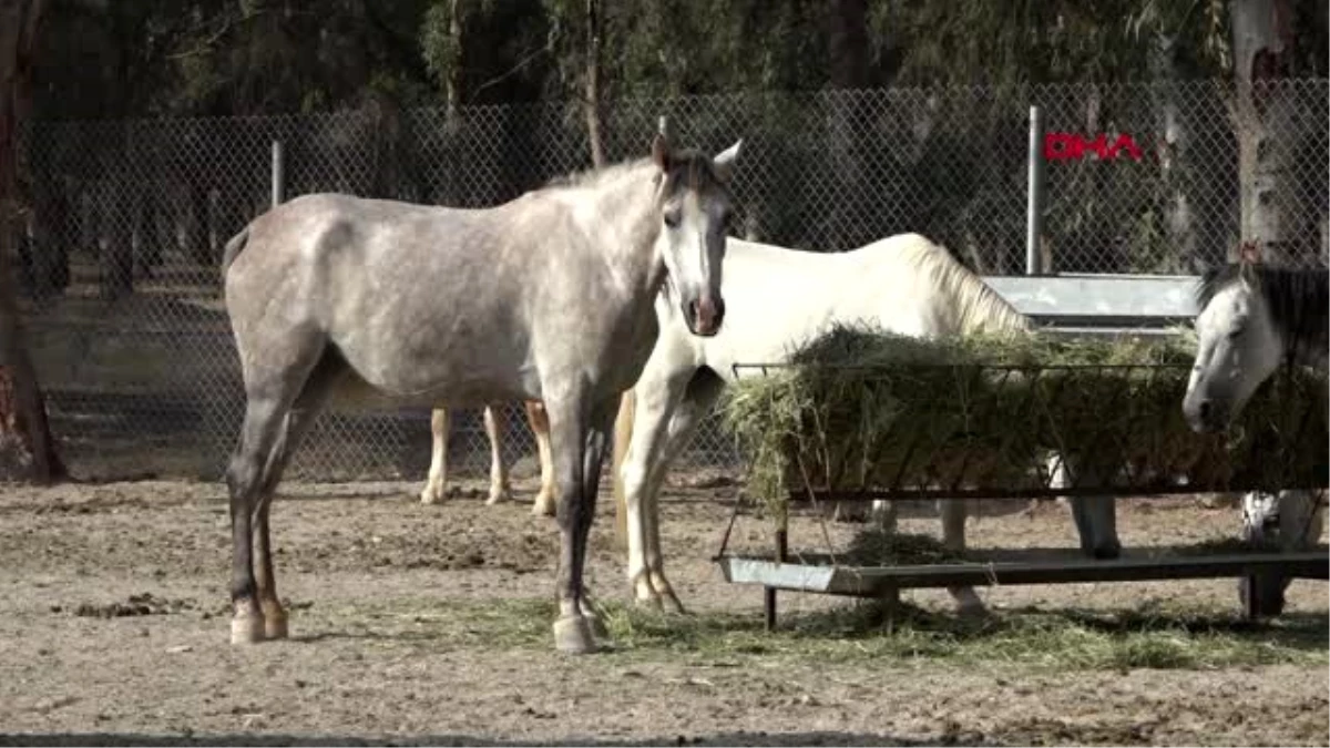 İzmir\'de faytonların kaldırılmasıyla 36 at, doğal yaşam parkı\'nda yaşayacak