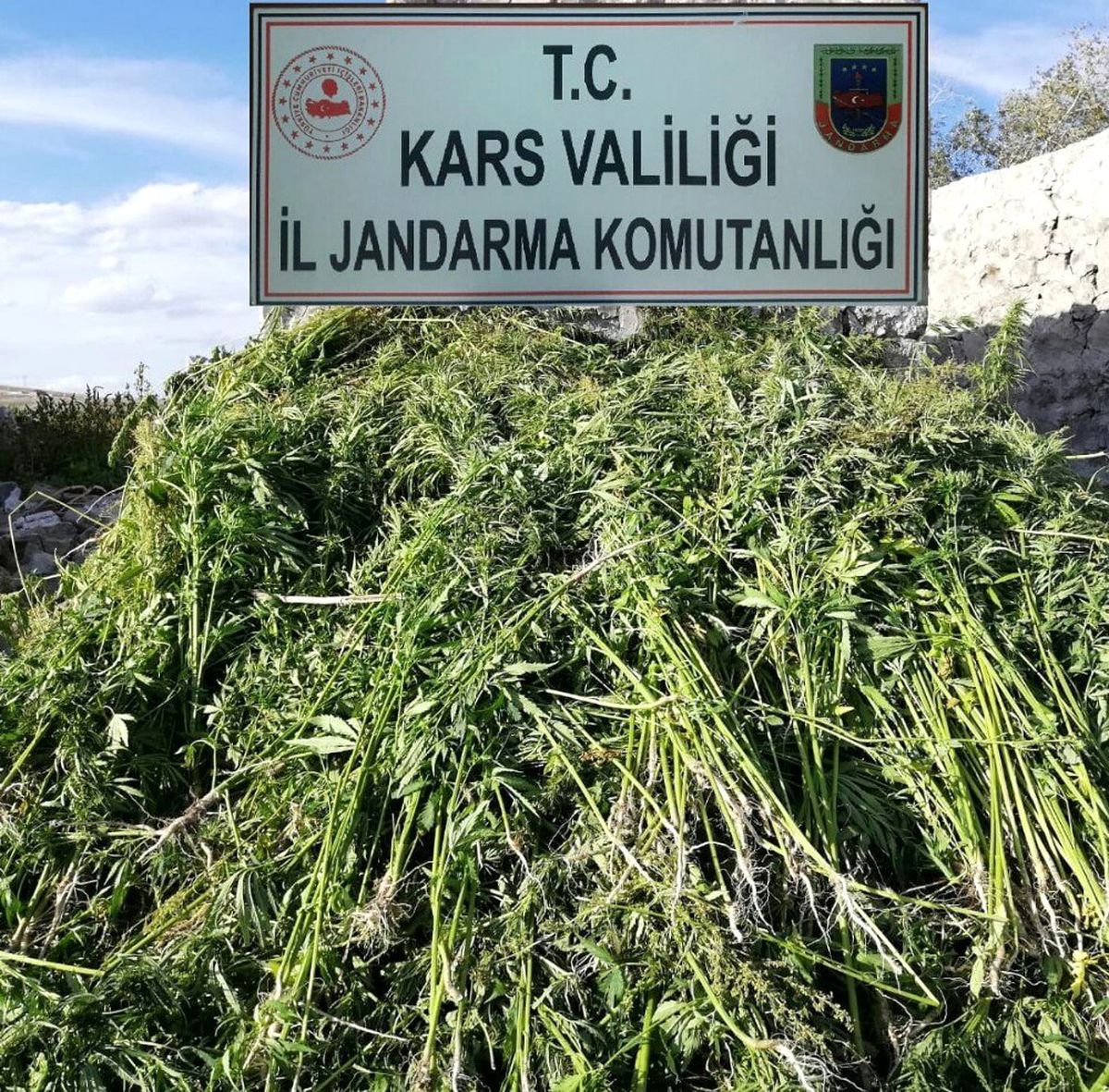 Kars\'ta 17 bin kök kenevir ele geçirildi