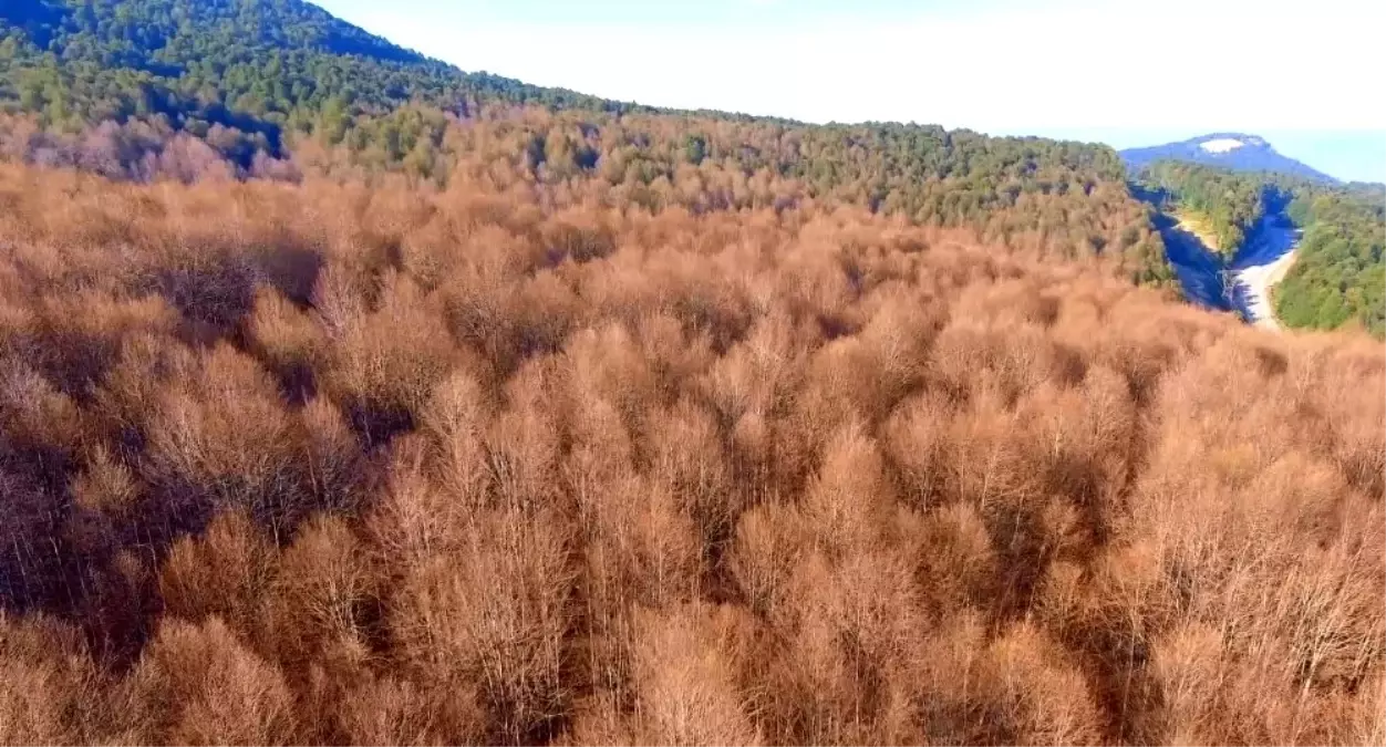 Tırtıllar ormanı kuruttu