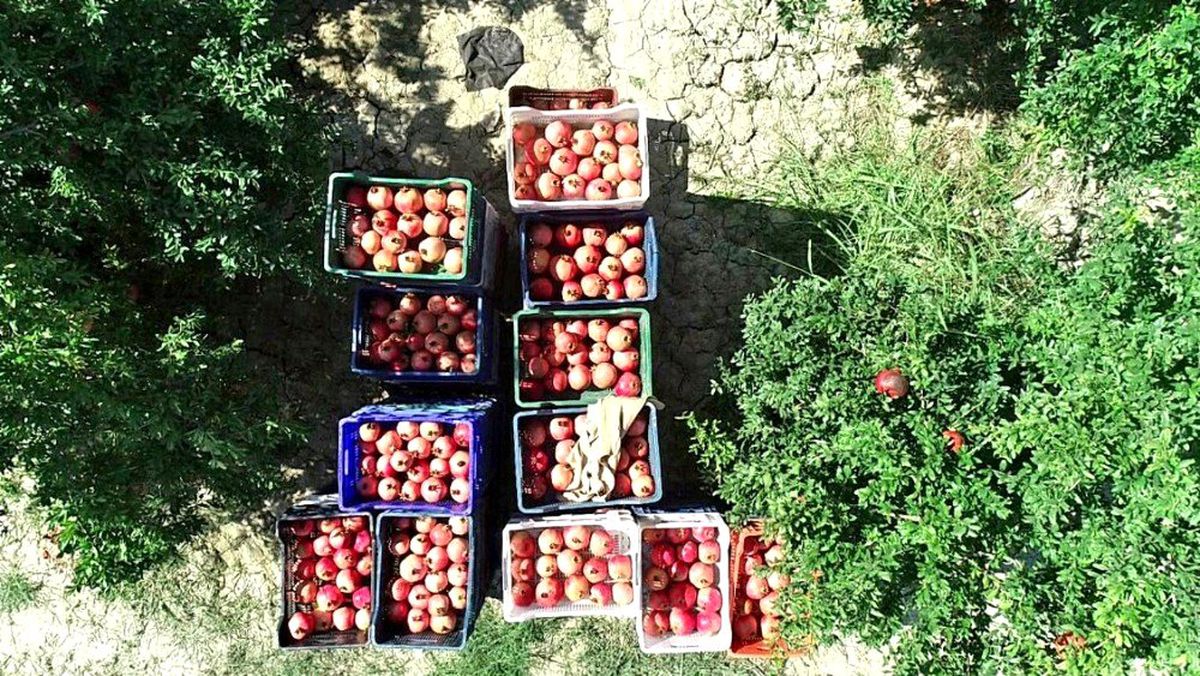 Denizli\'de 1 milyon 400 bine yakın ağaçta 44 bin 131 ton nar üretimi yapılıyor