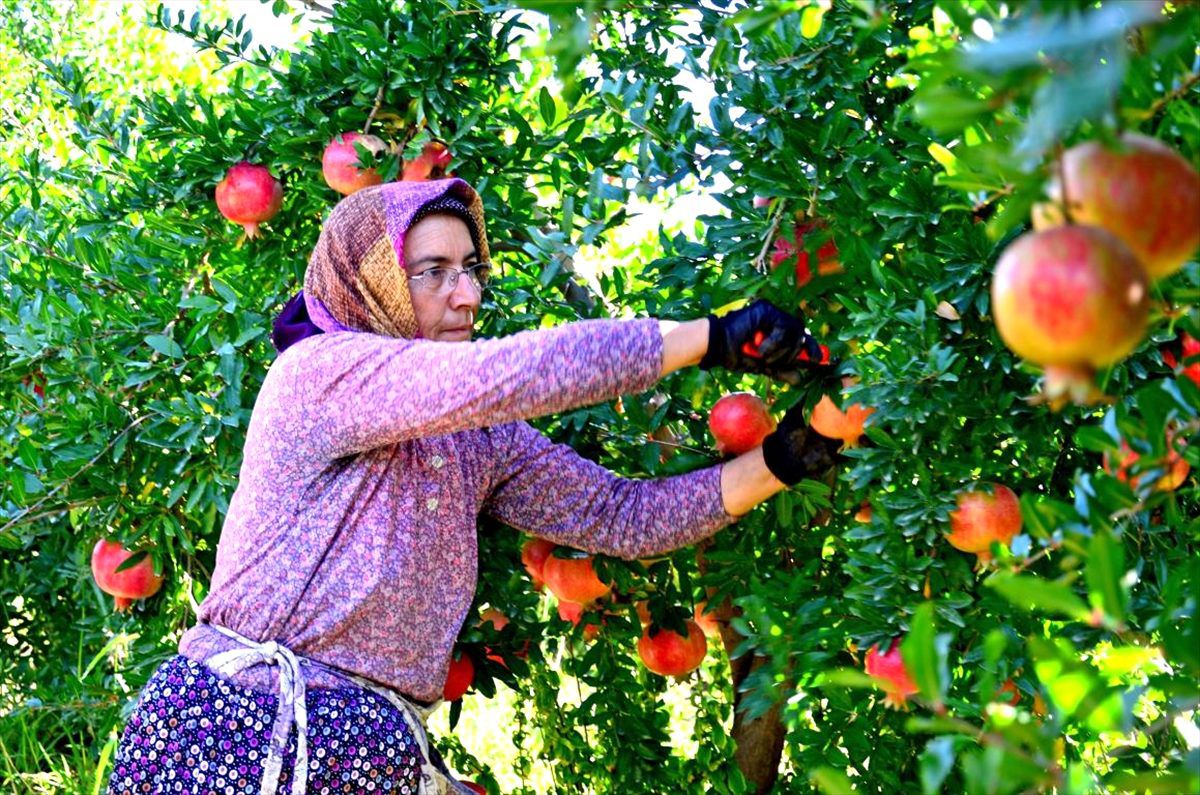 Denizli\'de nar hasatı başladı