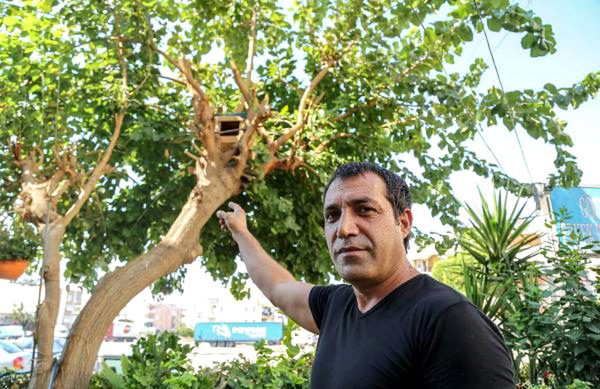 Evcilleştirdiği kayıp kargasını sokak sokak arıyor