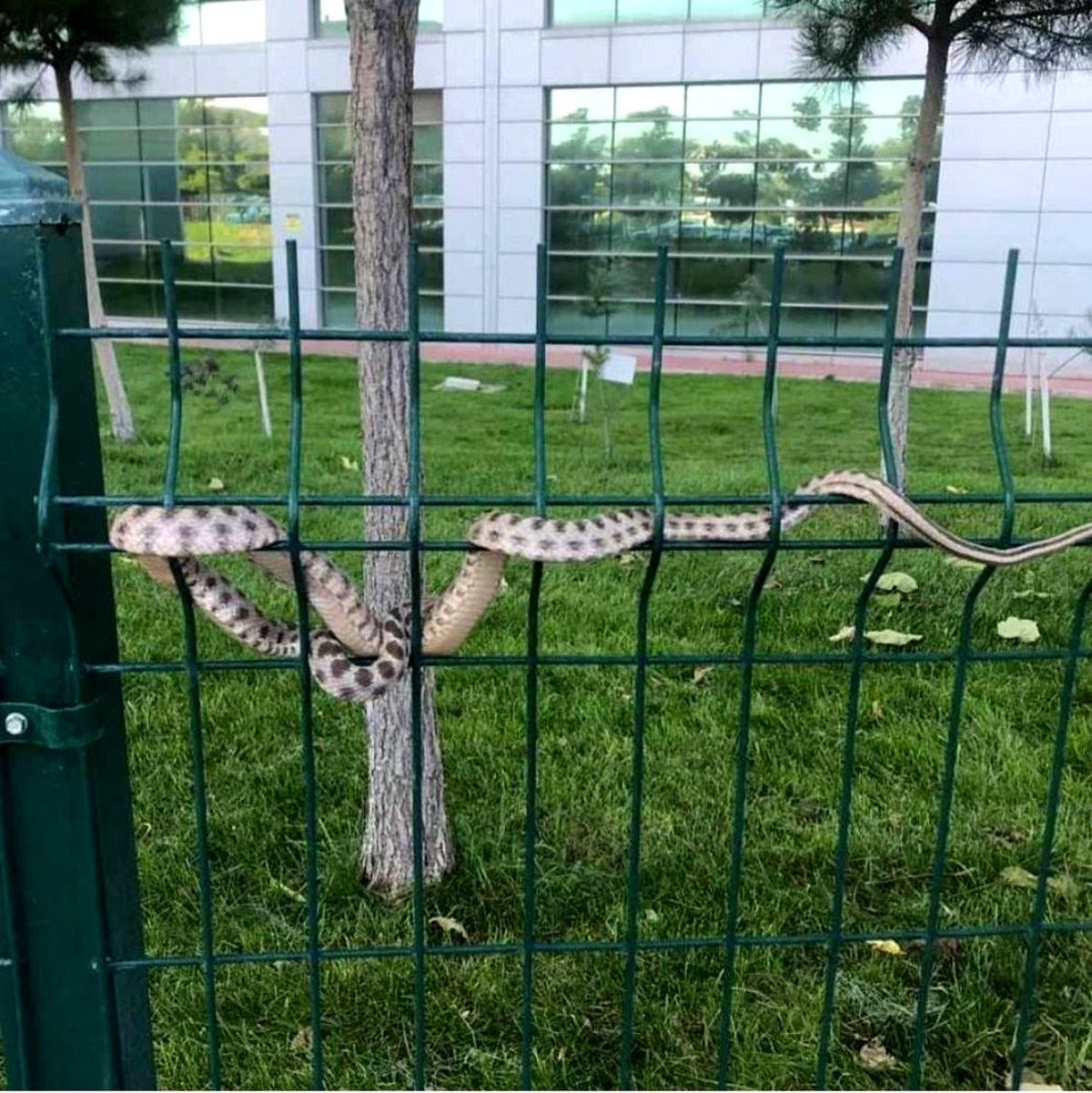 Hastane bahçesindeki yılan korkuttu