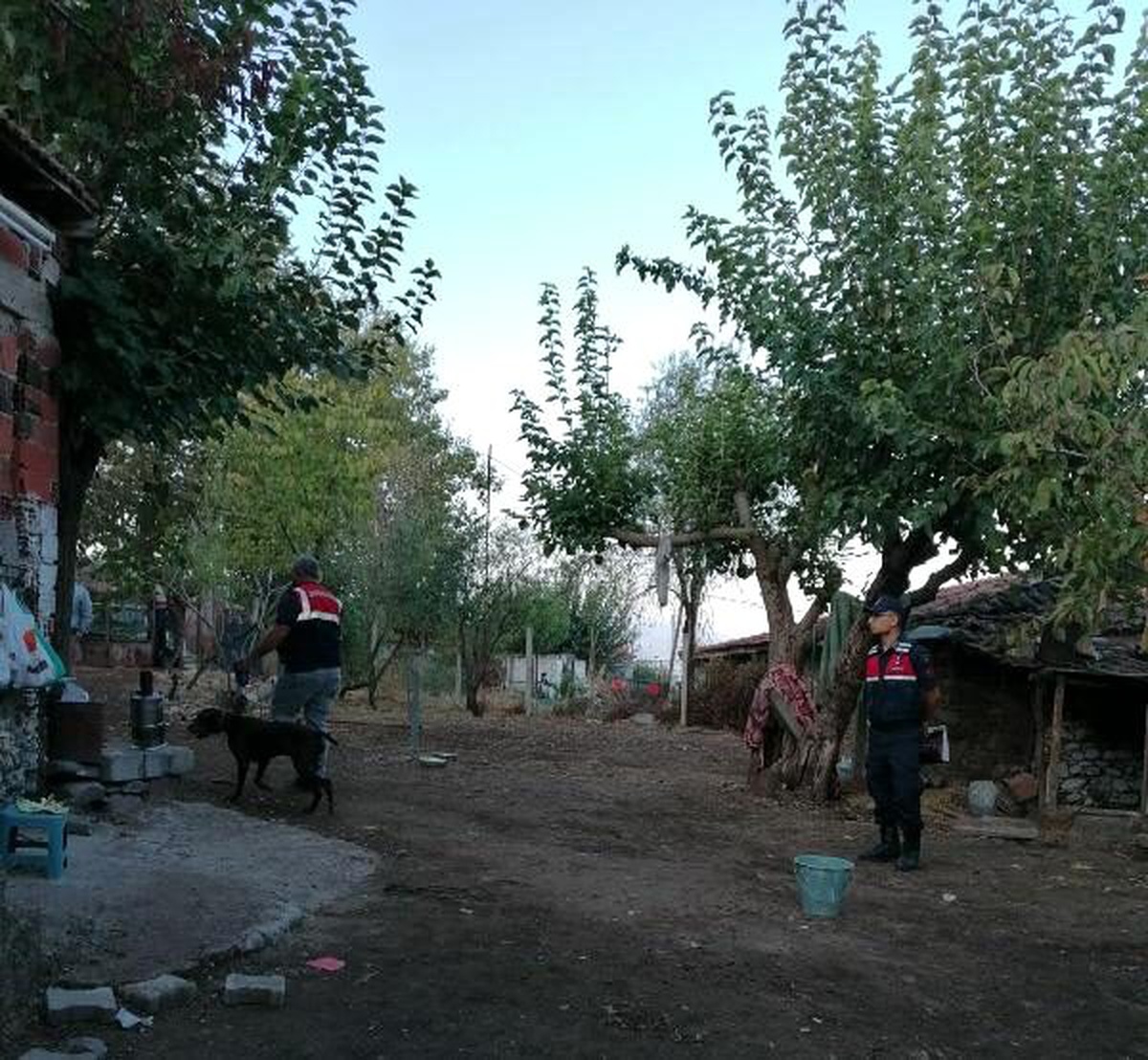 Ormanda hint keneviri yetiştiren 5 kişiye gözaltı