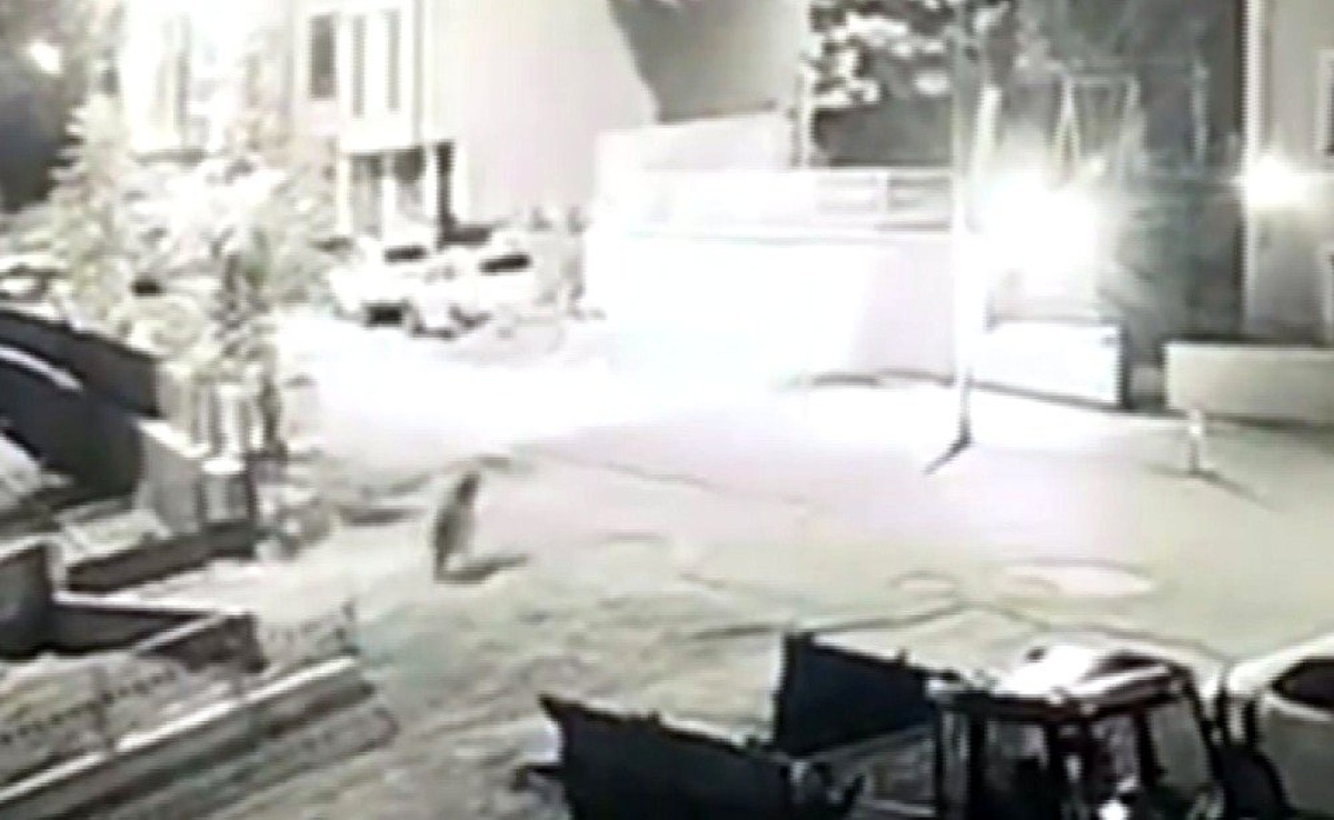 Aç kalan boz ayı, şehir merkezine indi