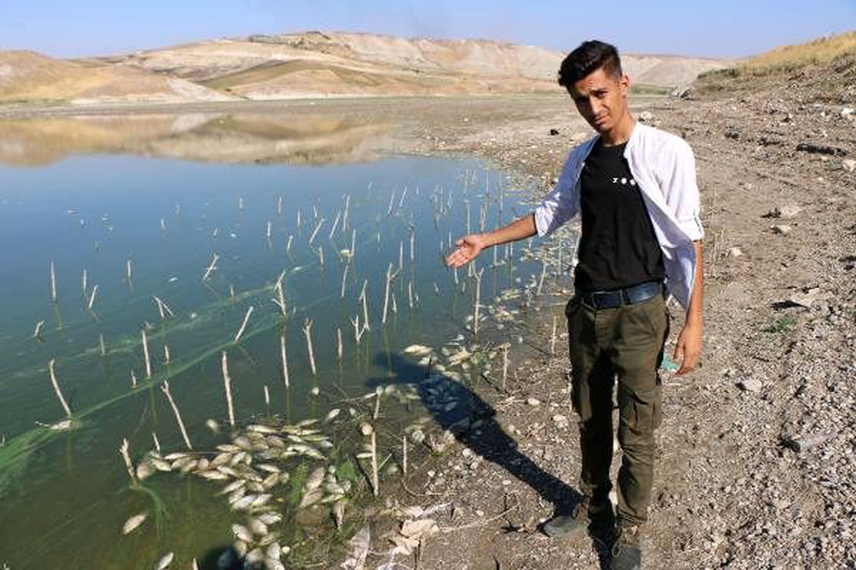 Adıyaman\'da kıyıya vuran balıklara inceleme