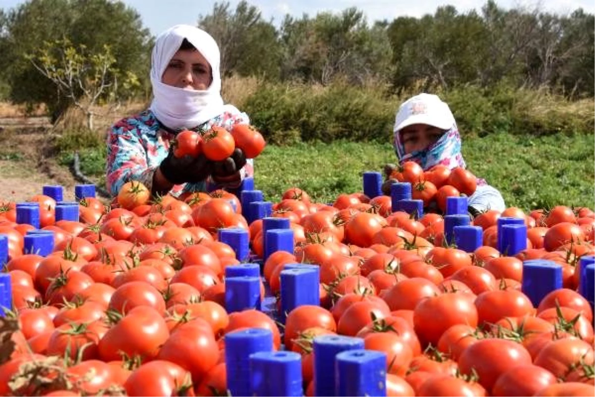 Çanakkale domatesinin kilosu 40 kuruşa düştü