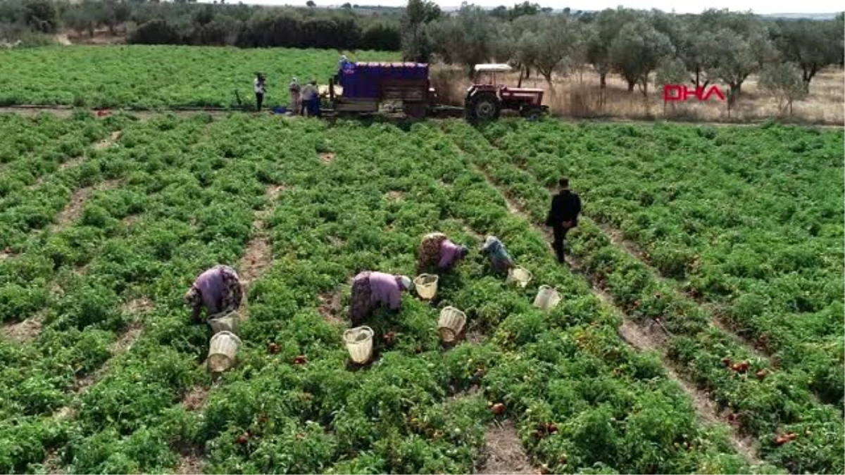 Çanakkale domatesinin kilosu 40 kuruşa düştü