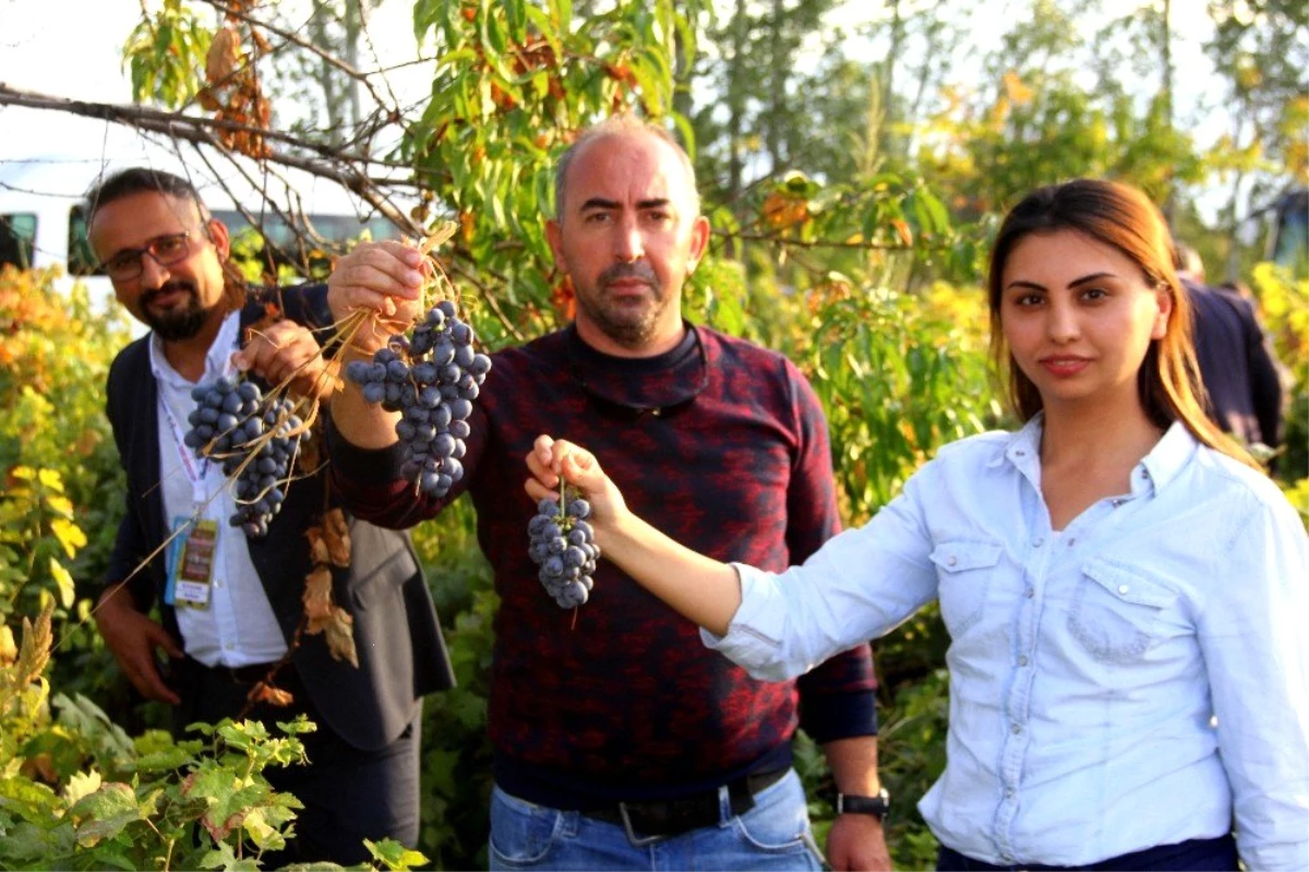 Erzincan\'da üzümüyle meşhur ilçede bağbozumu yapıldı