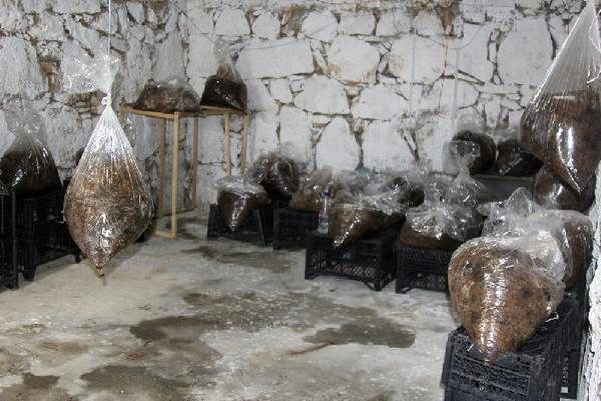 Evinin bodrumunda istiridye mantarı yetiştiriyor