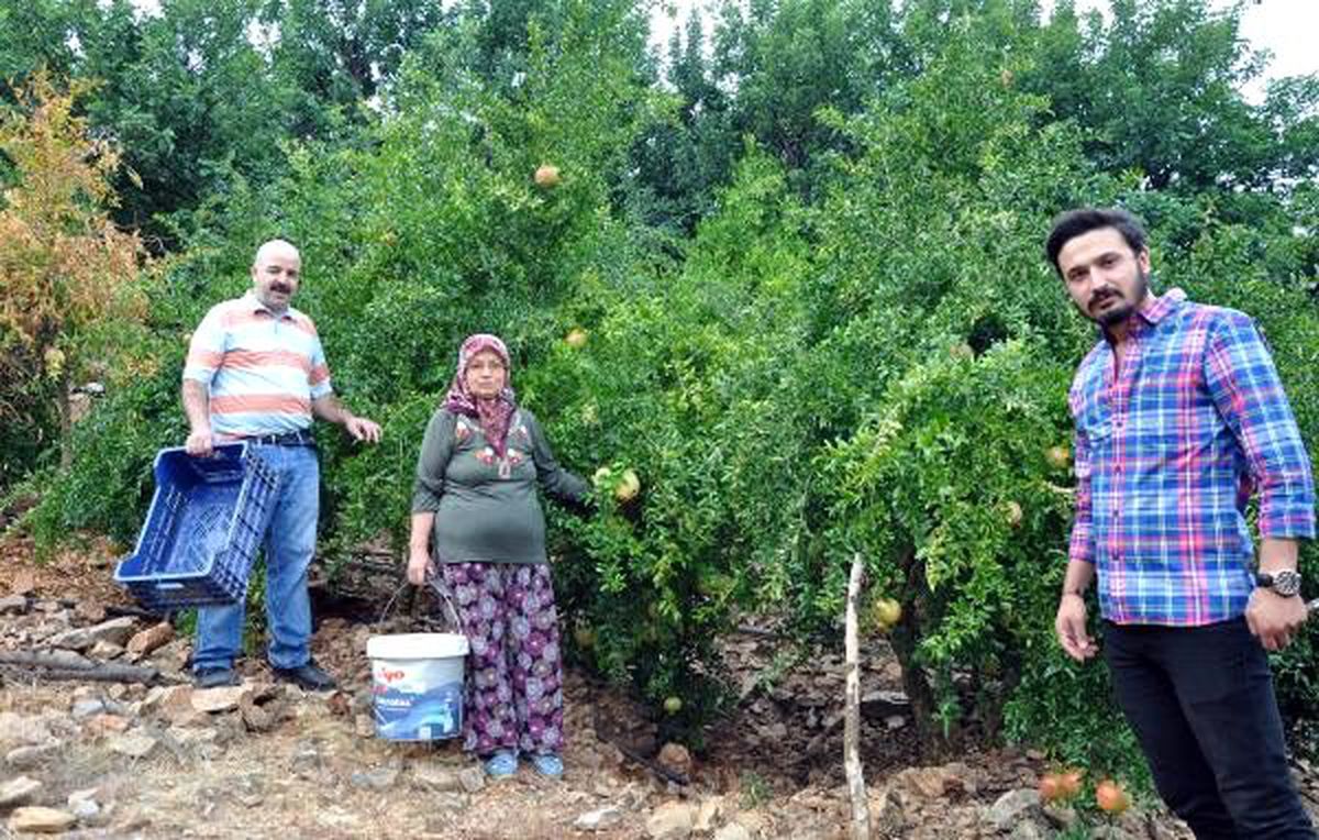 Gazipaşa\'da turfanda çekirdeksiz nar hasadı