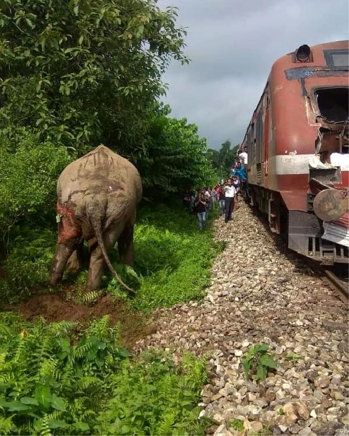 Hindistan\'da trenin çarptığı fil ağır yaralandı