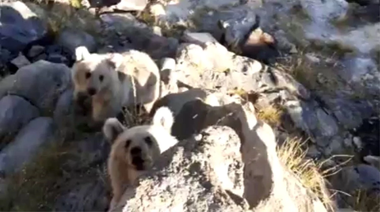 Karınları acıkan Nemrut\'un minik ayıları piknikçilerin sofrasına konuk oluyor