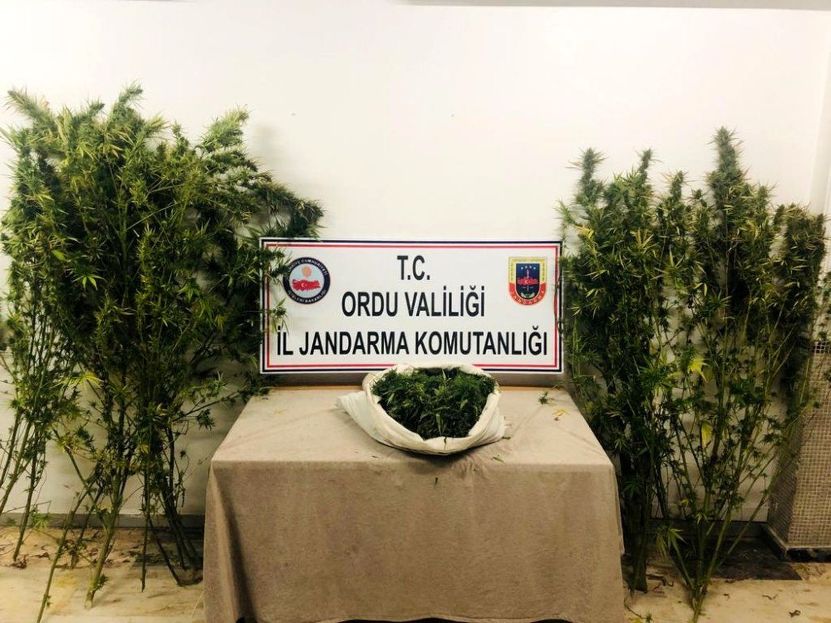 Ordu\'da kenevir ve esrar operasyonu