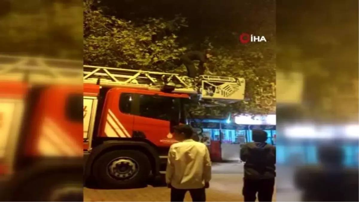 Sultanbeyli\'de ağaçta mahsur kalan kediyi kurtarma operasyonu kamerada