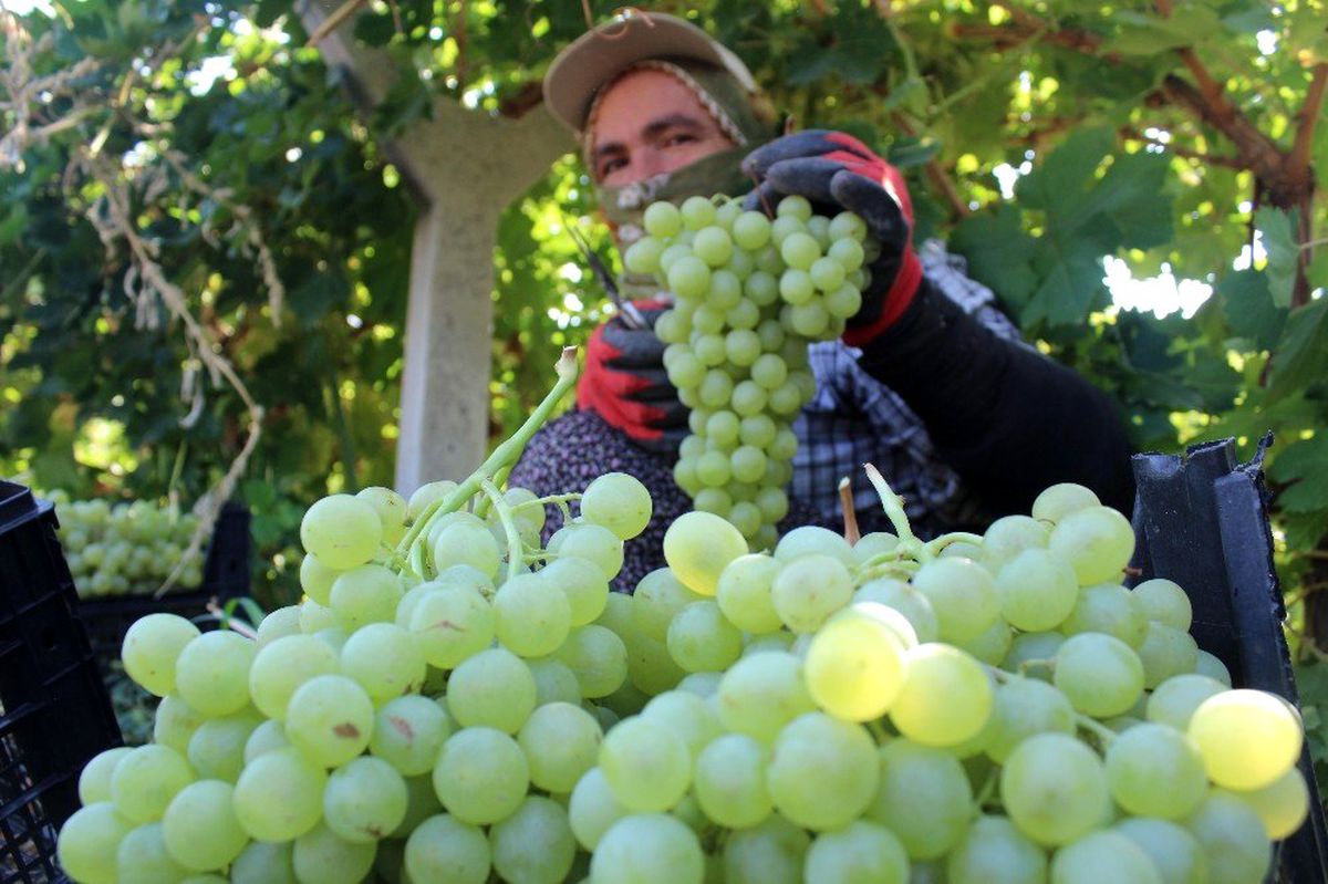 Tescilli üzümde hasat zamanı