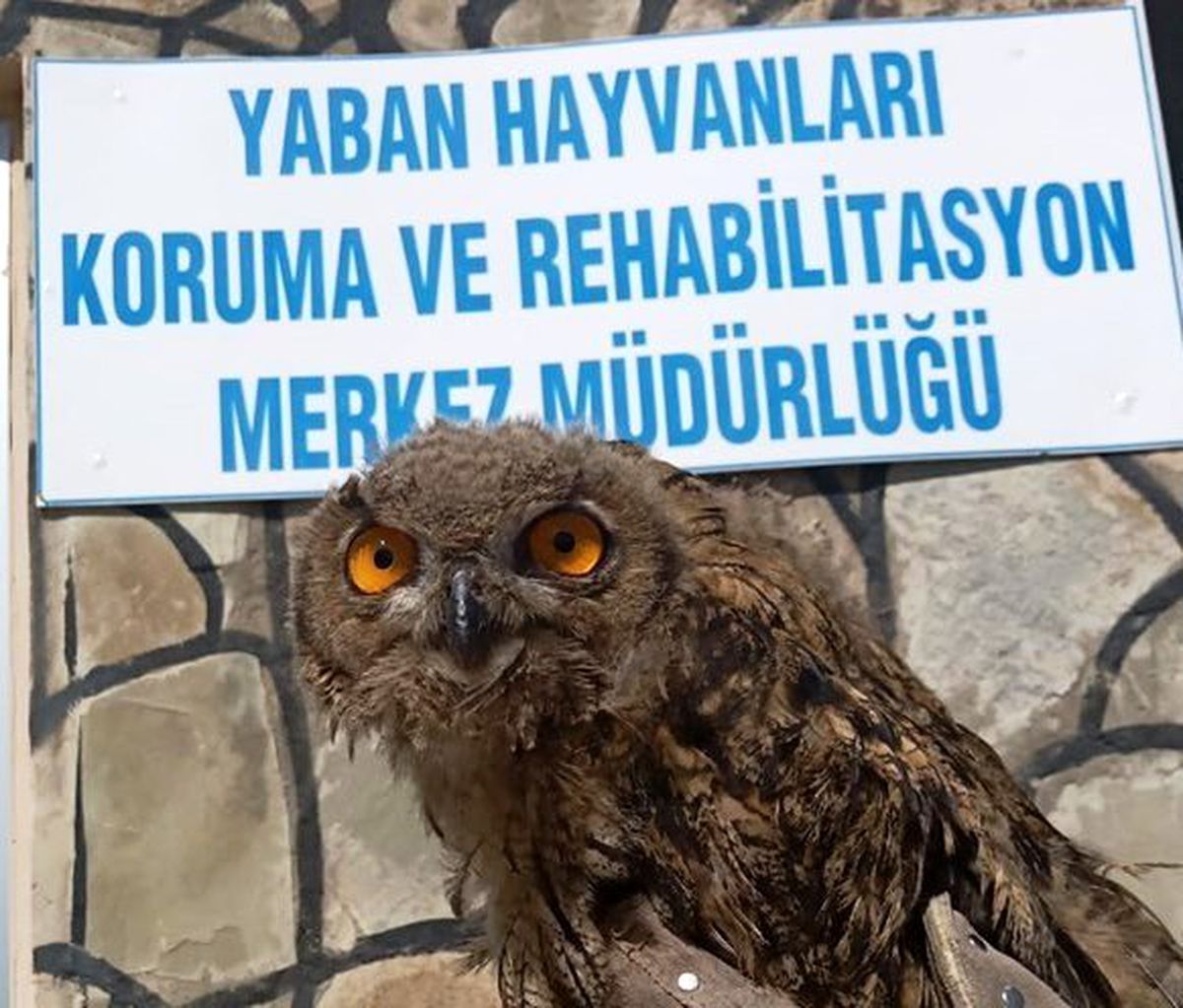 Yaralı kuşlar tedavi altına alındı