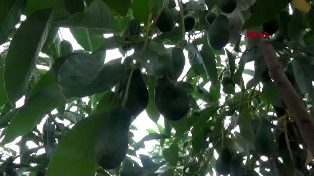 Antalya gazipaşa\'nın avokado hedefi 5 milyon adet