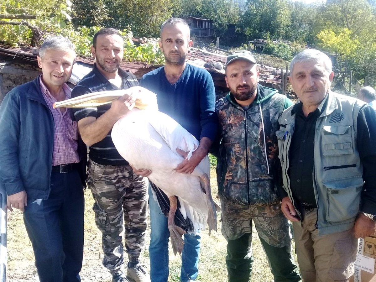 Karabük\'te yaralı pelikan tedavi altına alındı