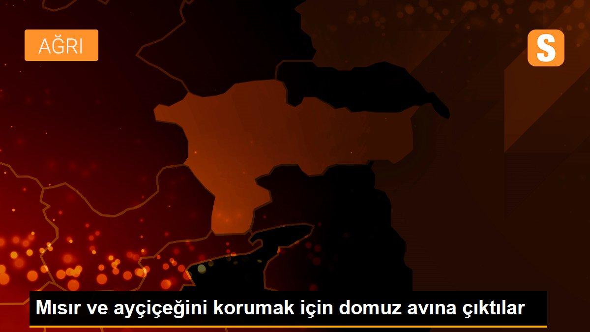 Mısır ve ayçiçeğini korumak için domuz avına çıktılar