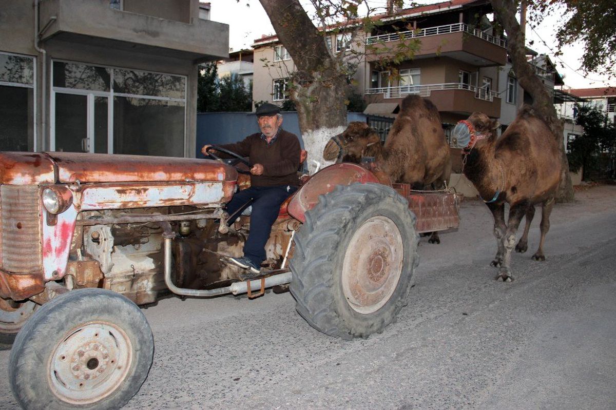 (Özel) Develer traktör ile antrenman yapıyor