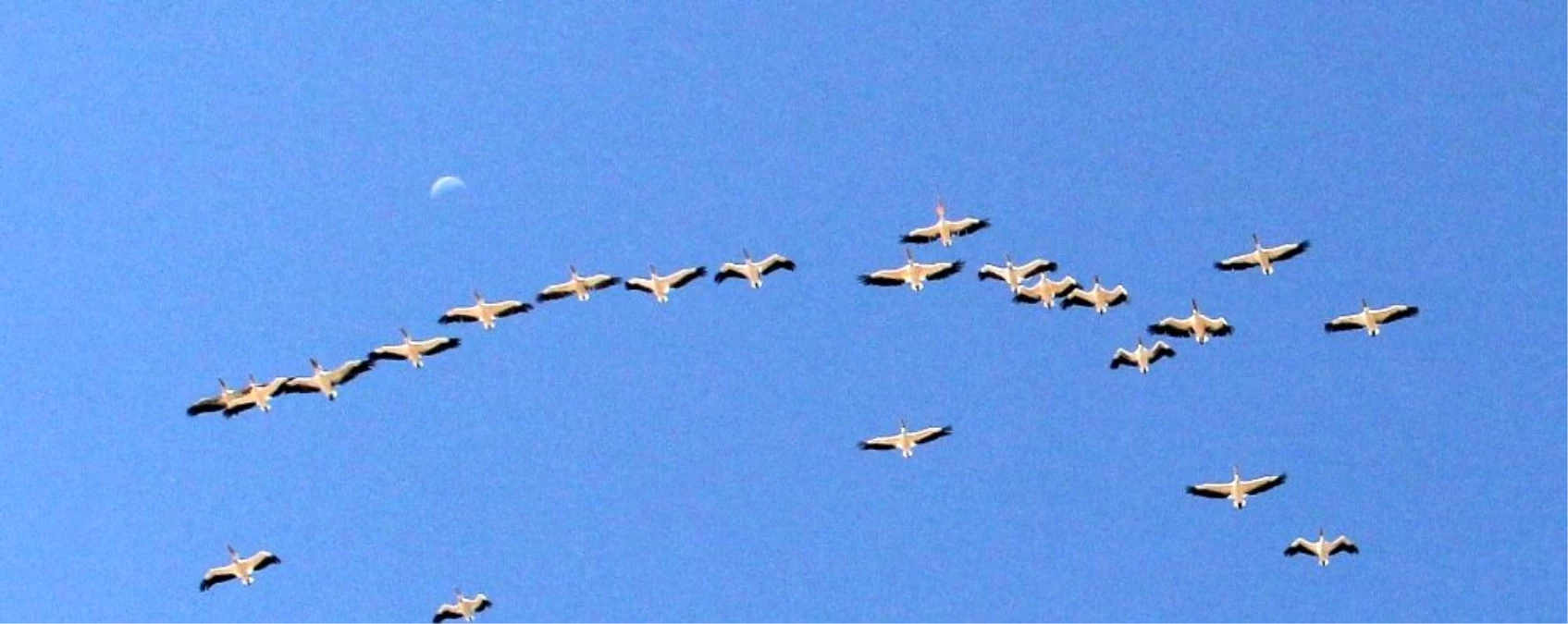Pelikanlar göç yolunda