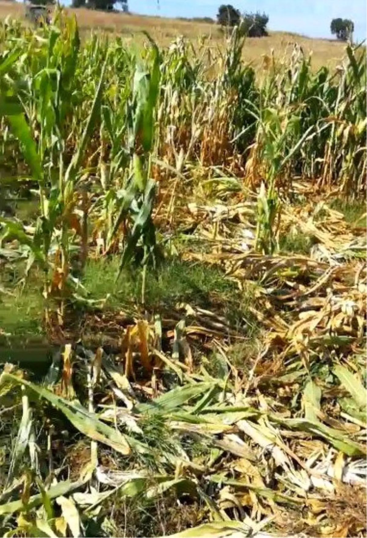 Tarlasını biçerken fark etti: domuzlar talan etti