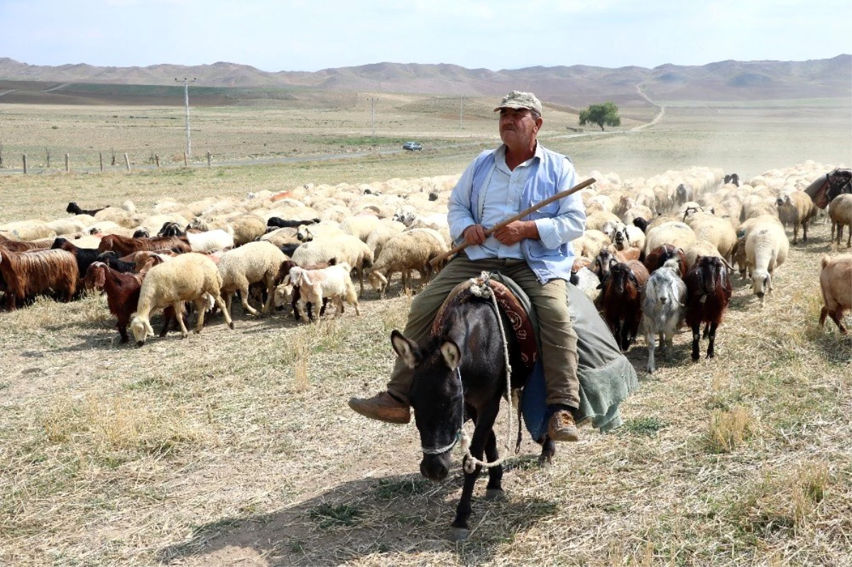 Yozgat\'ta çoban sıkıntısı: 4 bin lira maaşla çalışan bulunmuyor