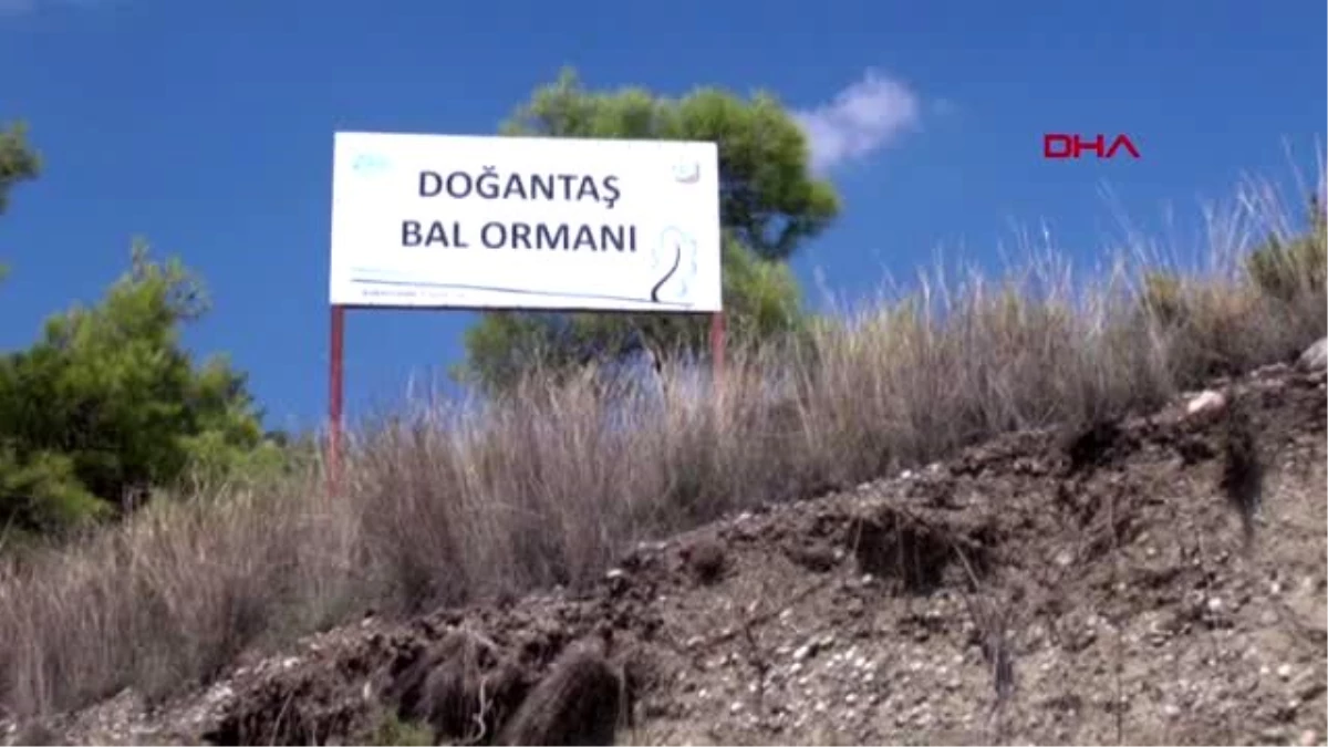 Antalya hasat ve bal şenliği\'nde bal yeme yarışması