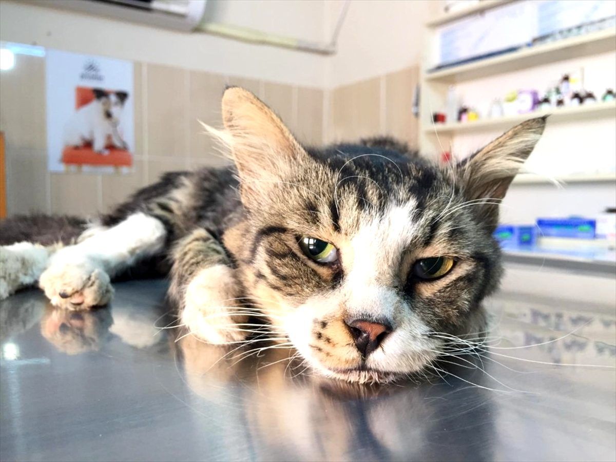 Hasta kedi, ameliyatla sağlığına kavuşturuldu