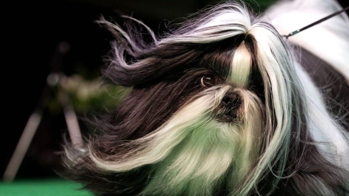 Hollanda\'da hayvanseverlere uyarı: Köpeklerin yeri yatak değil