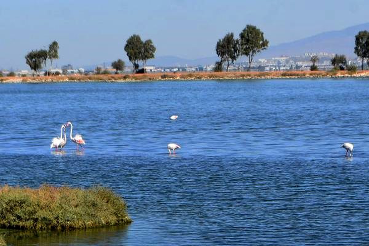 İzmir\'de pembe beyaz flamingolar görsel şölen oluşturdu