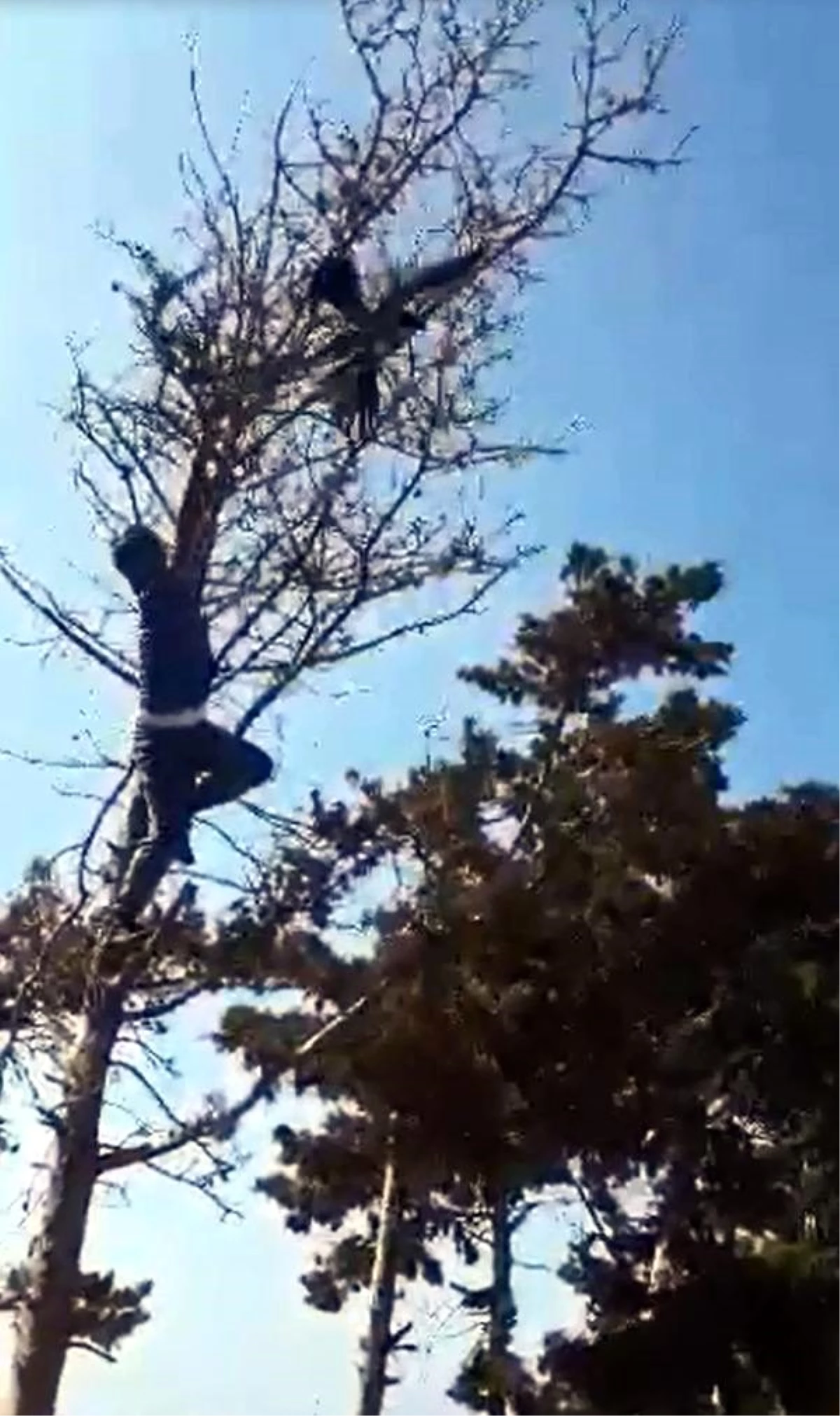 Kanadına dolanan poşetle ağaca takılı kalan kargayı kurtardılar