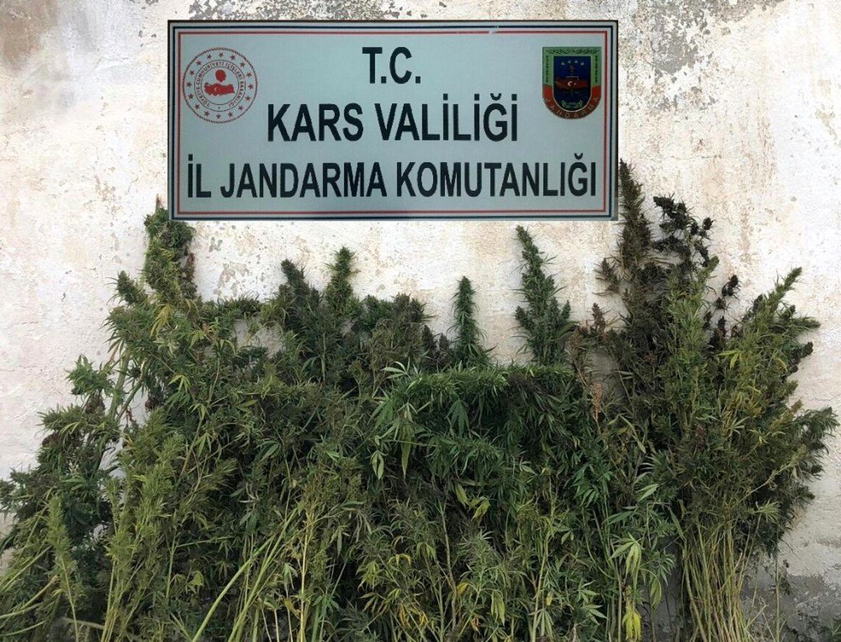 Kars\'ta kenevir ele geçirildi