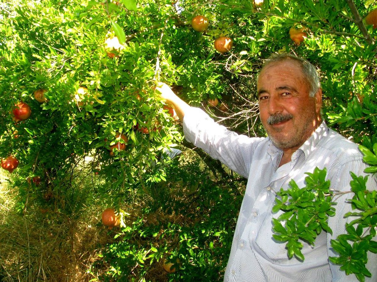 Nar ekşisi yapımında kullanılan "Yaylacık Narı"nın hasadı başladı