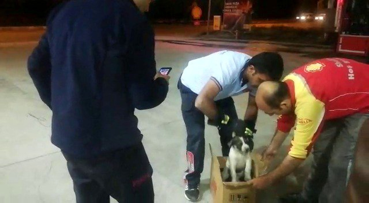 Otomobilin motoruna sıkışan yavru köpeği itfaiye kurtardı
