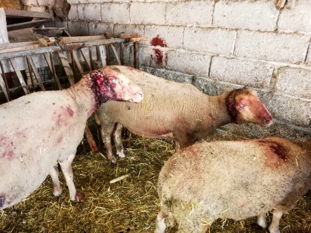 (Özel) Ahıra giren sokak köpekleri 6 koyunu telef etti