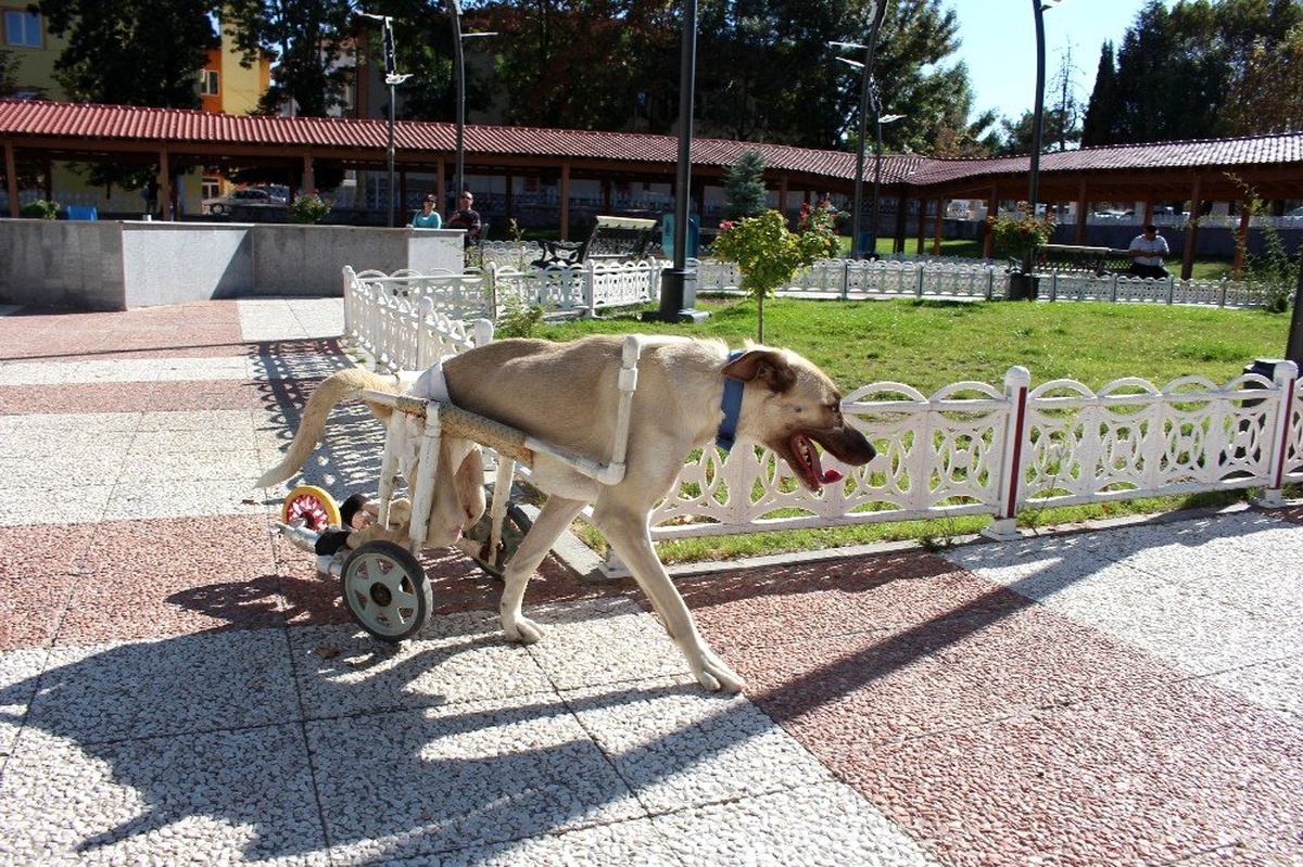 (Özel) Yaşamaz denilen felçli köpeği hayata döndürdü