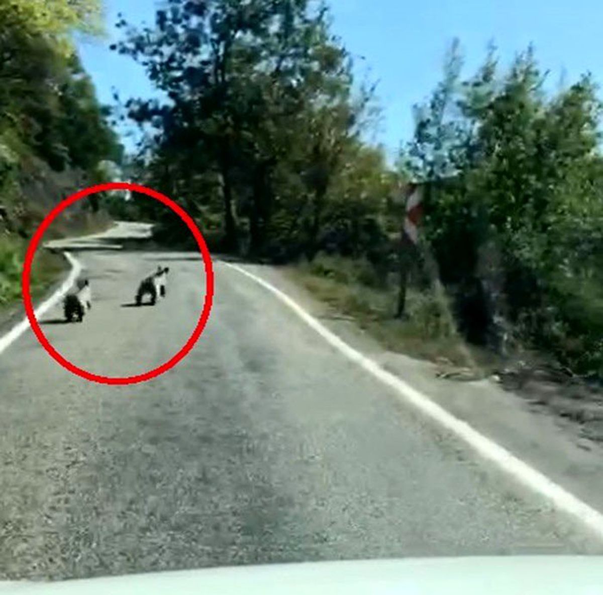 Sinop\'ta yavru ayılar güpegündüz böyle görüntülendiler