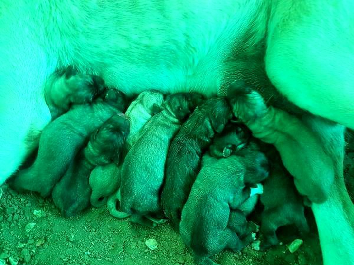 Tunceli\'de kangal köpeği, 14 yavru dünyaya getirdi